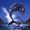   Dolphin